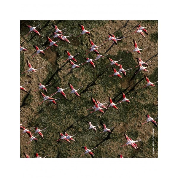 AQUA ALLEGORIA ROSA ROSSA EAU DE...